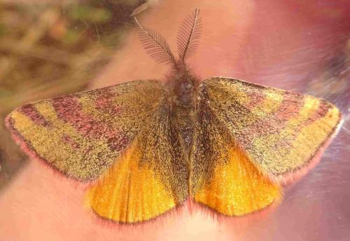 Réf. 354 468 : Lythria sanguinaria